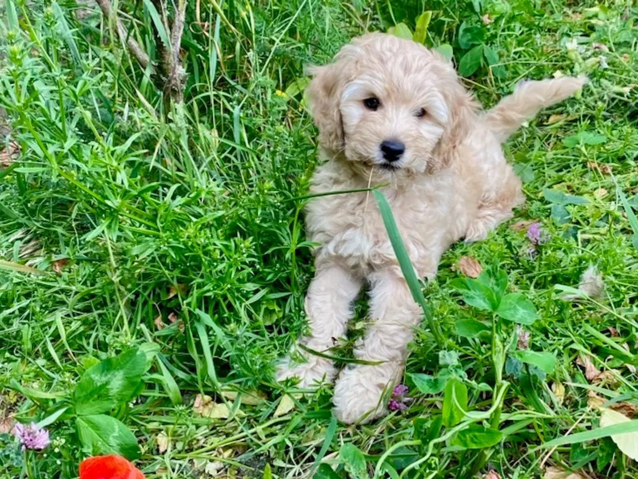 Billede 2 - Labradoodle F1bb MINI 