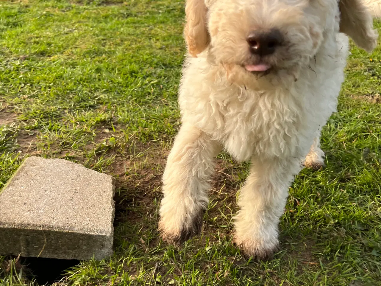 Billede 1 - Lækker labradoodle hvalp
