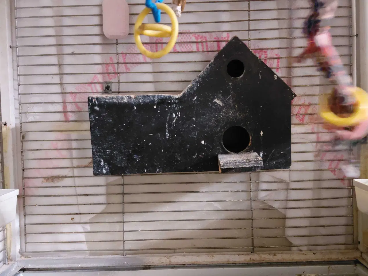 Billede 3 - Dværgpapegøje med bur