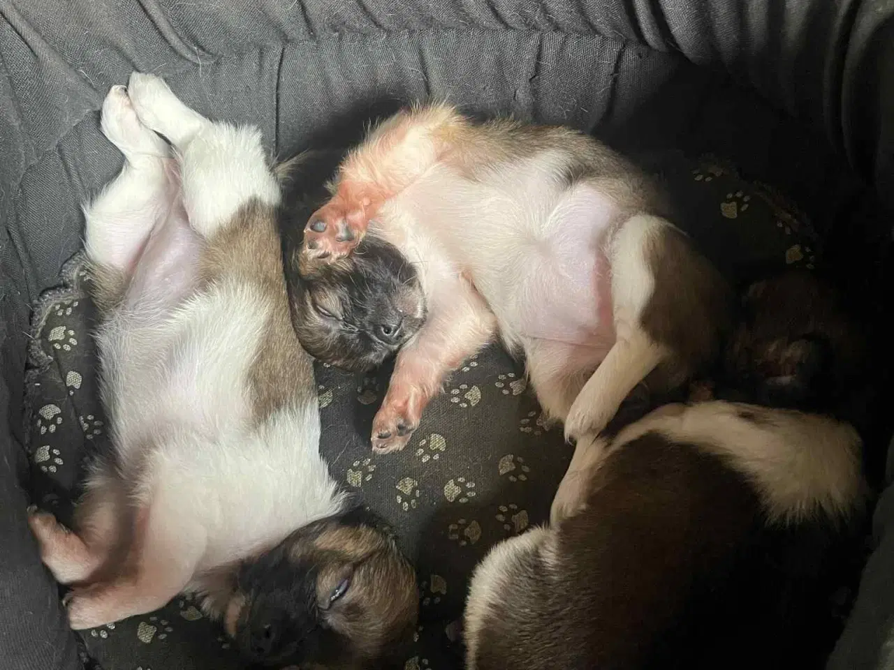 Billede 7 - Chihuahua hvalpe søger nyt hjem