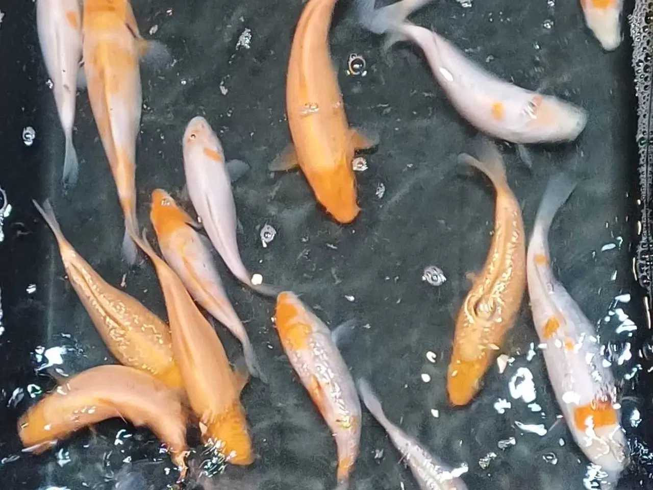 Billede 4 - Koi 15-18 cm