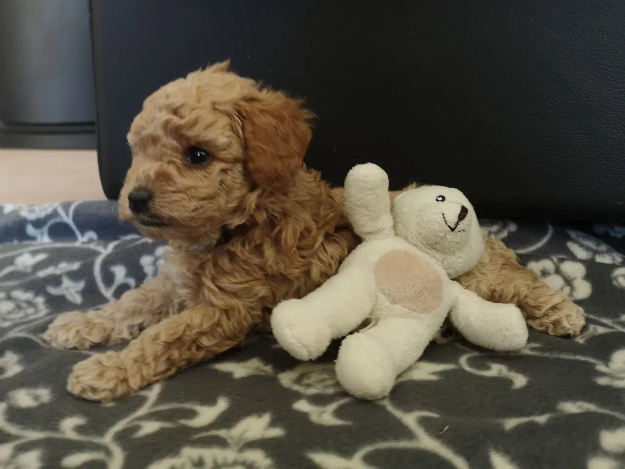 Billede 1 - Cavapoo F1b