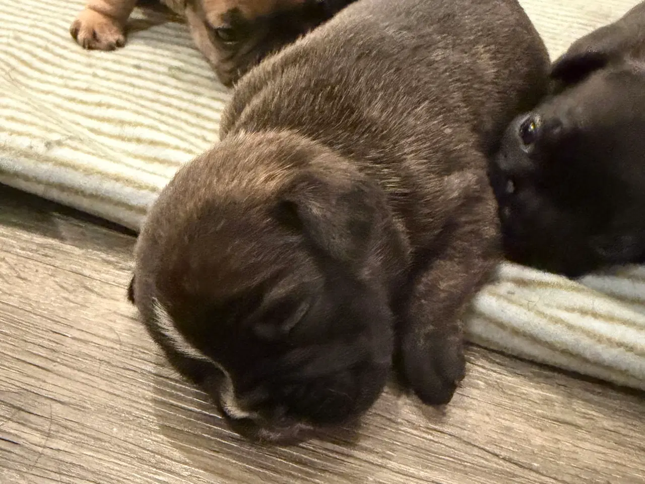 Billede 7 - Fransk bulldog hvalpe