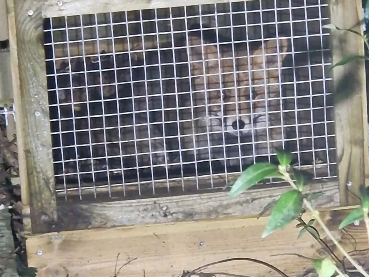 Billede 5 - "KAPUT "RÆVEFÆLDE 