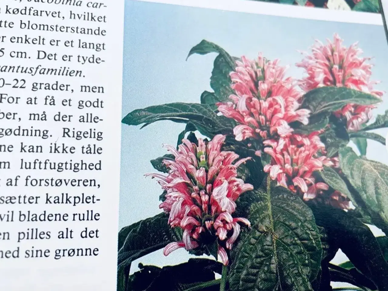 Billede 5 - Stueplanter bo bedre 