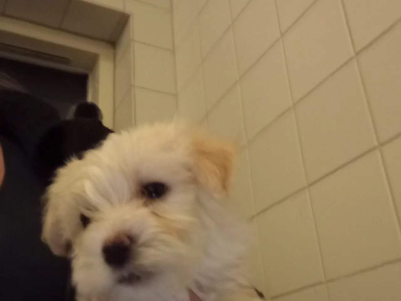 Billede 2 - Havanais / malteser 