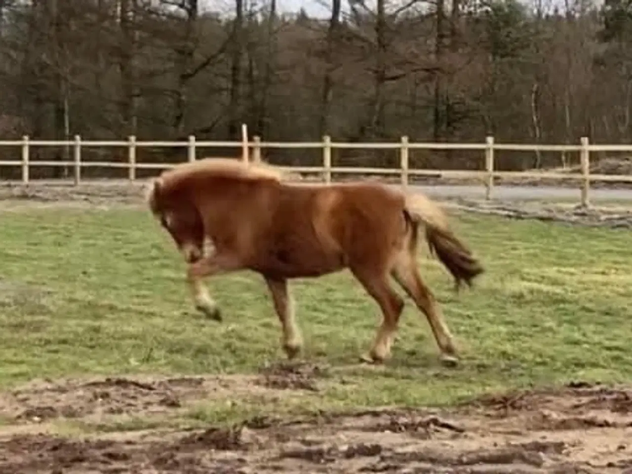 Billede 5 - 2 års islænder hoppe