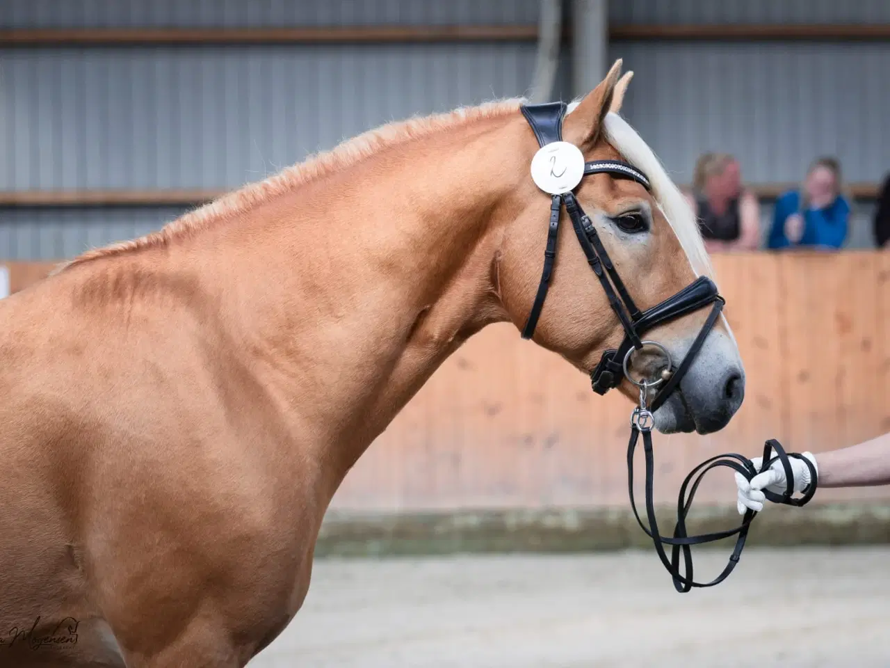 Billede 2 - Haflinger hingst 