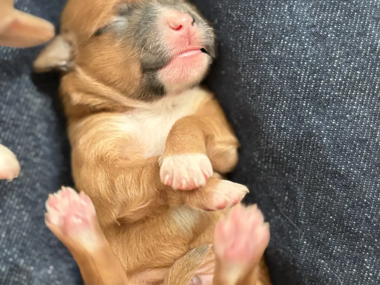 Billede 13 - Bichon havanise 