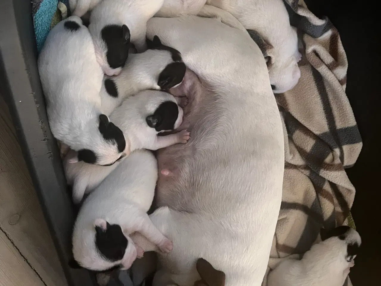 Billede 4 - Super fine Jack russel hvalpe