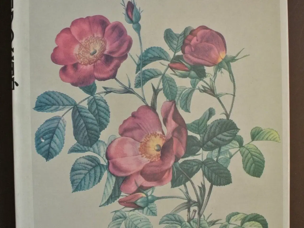 Billede 1 - roses, by p.-j. redoute, emne: biologi og botanik