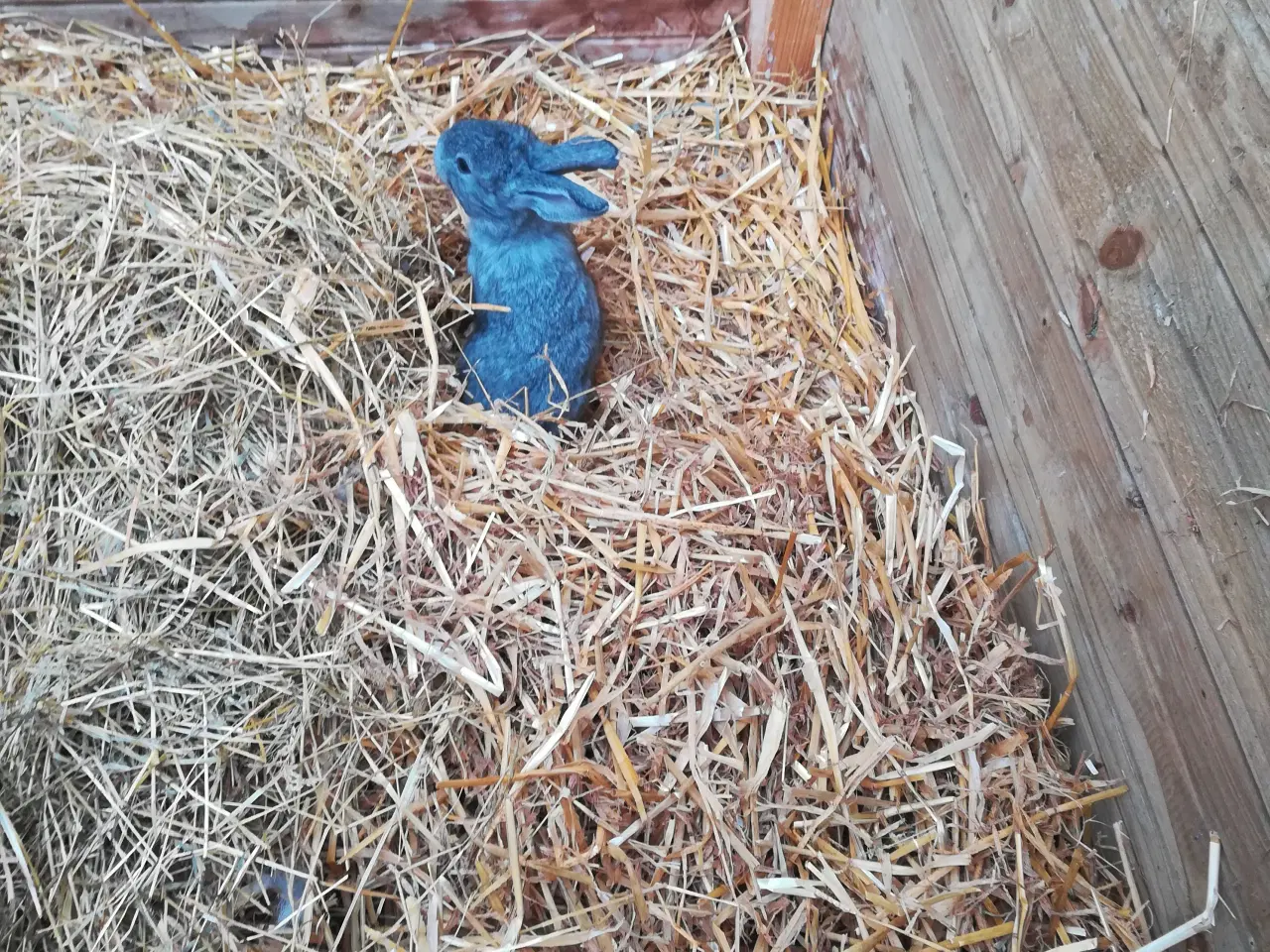 Billede 2 - Ægte belgisk kæmpe unger til salg.