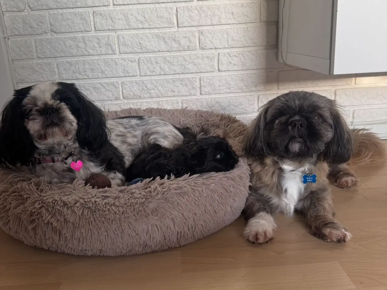 Billede 7 - Shih Tzu hvalp 🐶 