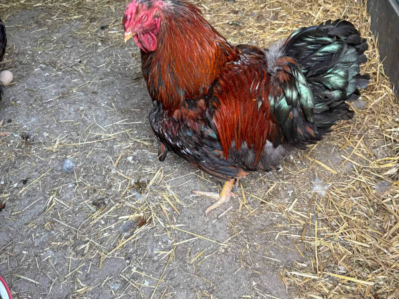 Billede 4 - Wyandotter haner