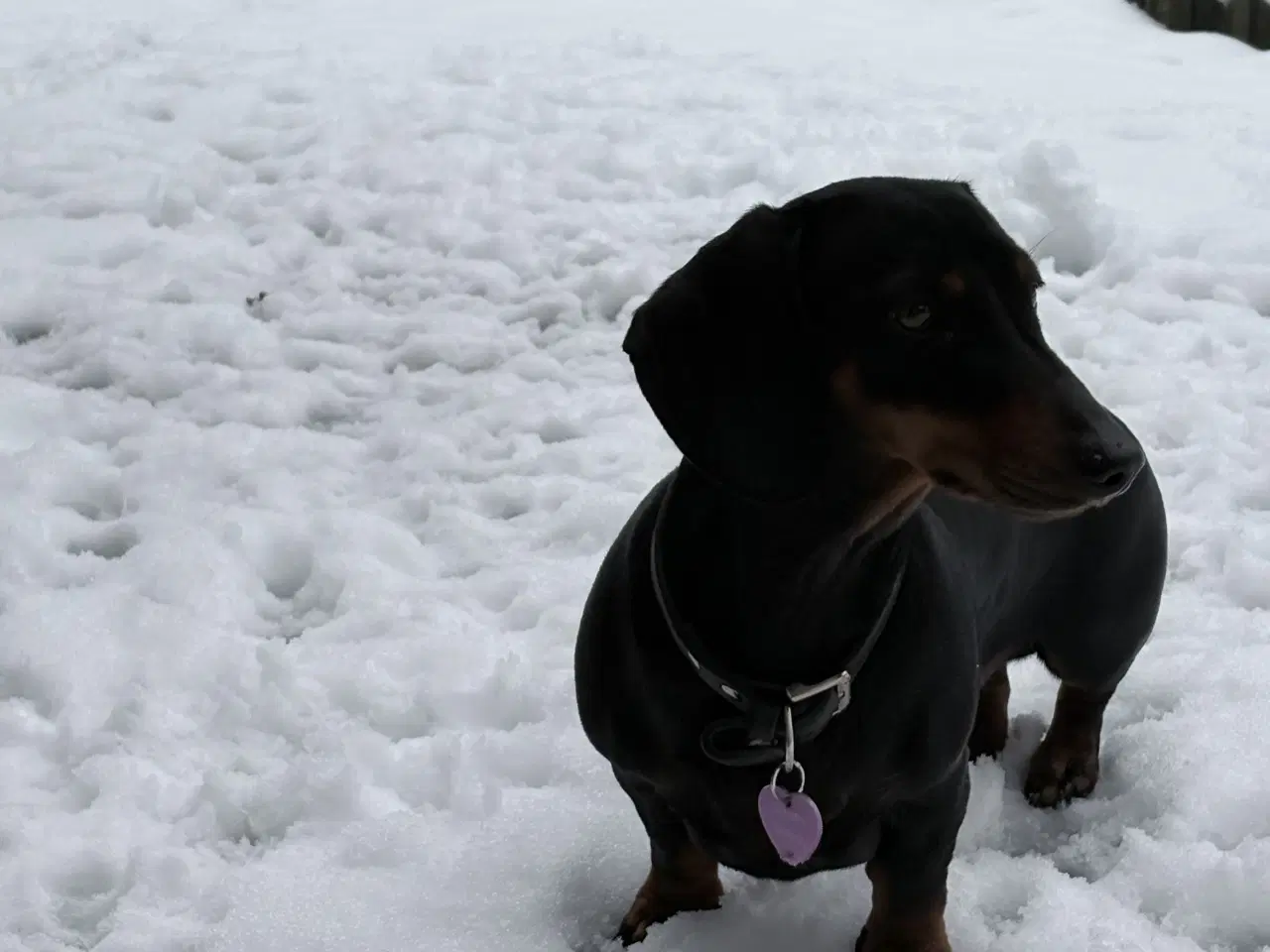 Billede 4 - Standard Black/Tan Tæve 