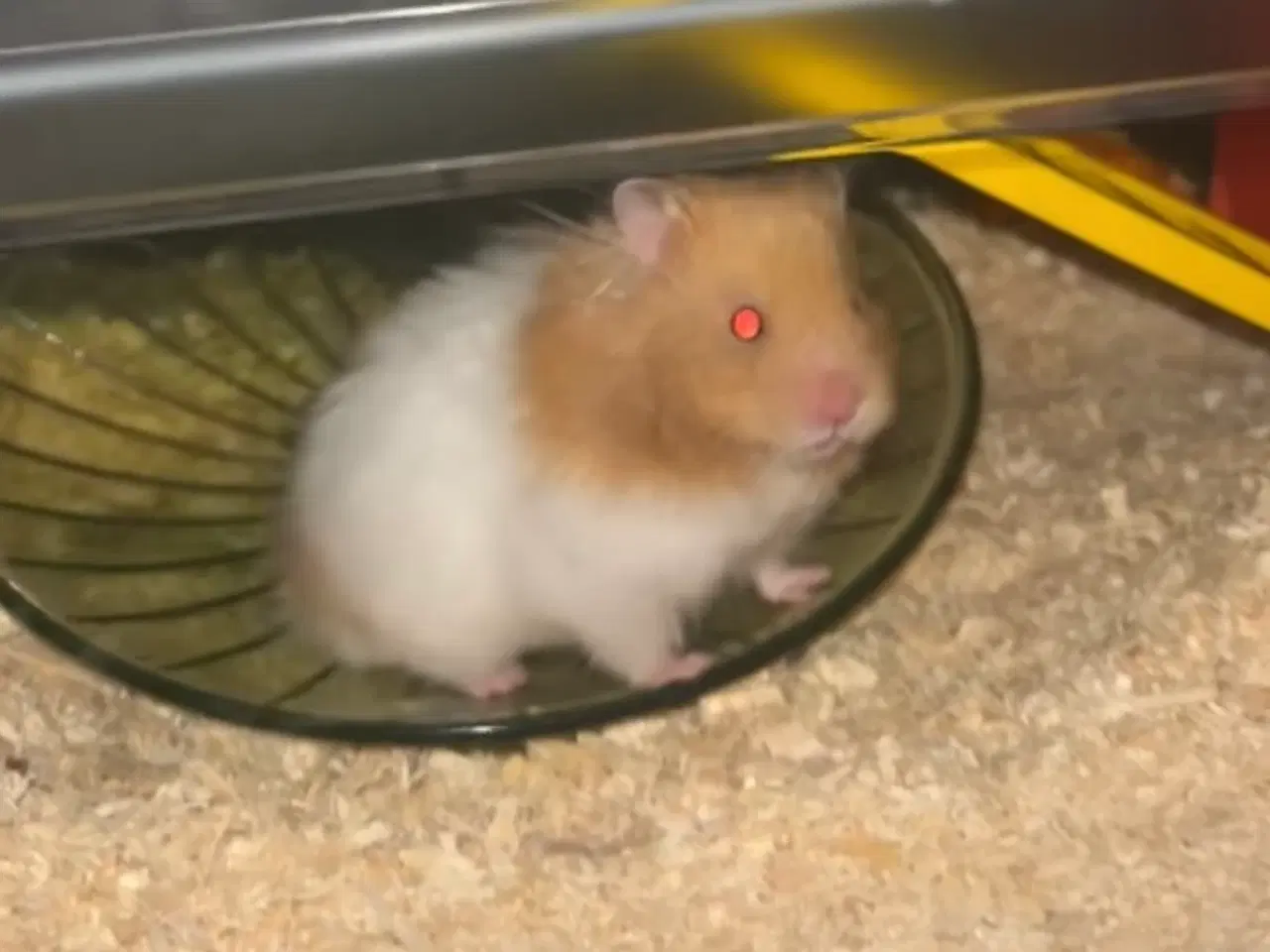 Billede 2 - Hamster sælges til Kærligt hjem