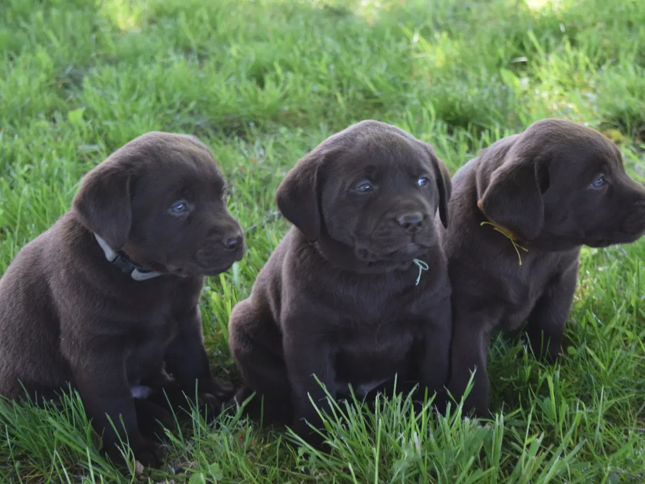 Billede 5 - Brune Labrador-hvalpe med DKK-stambog