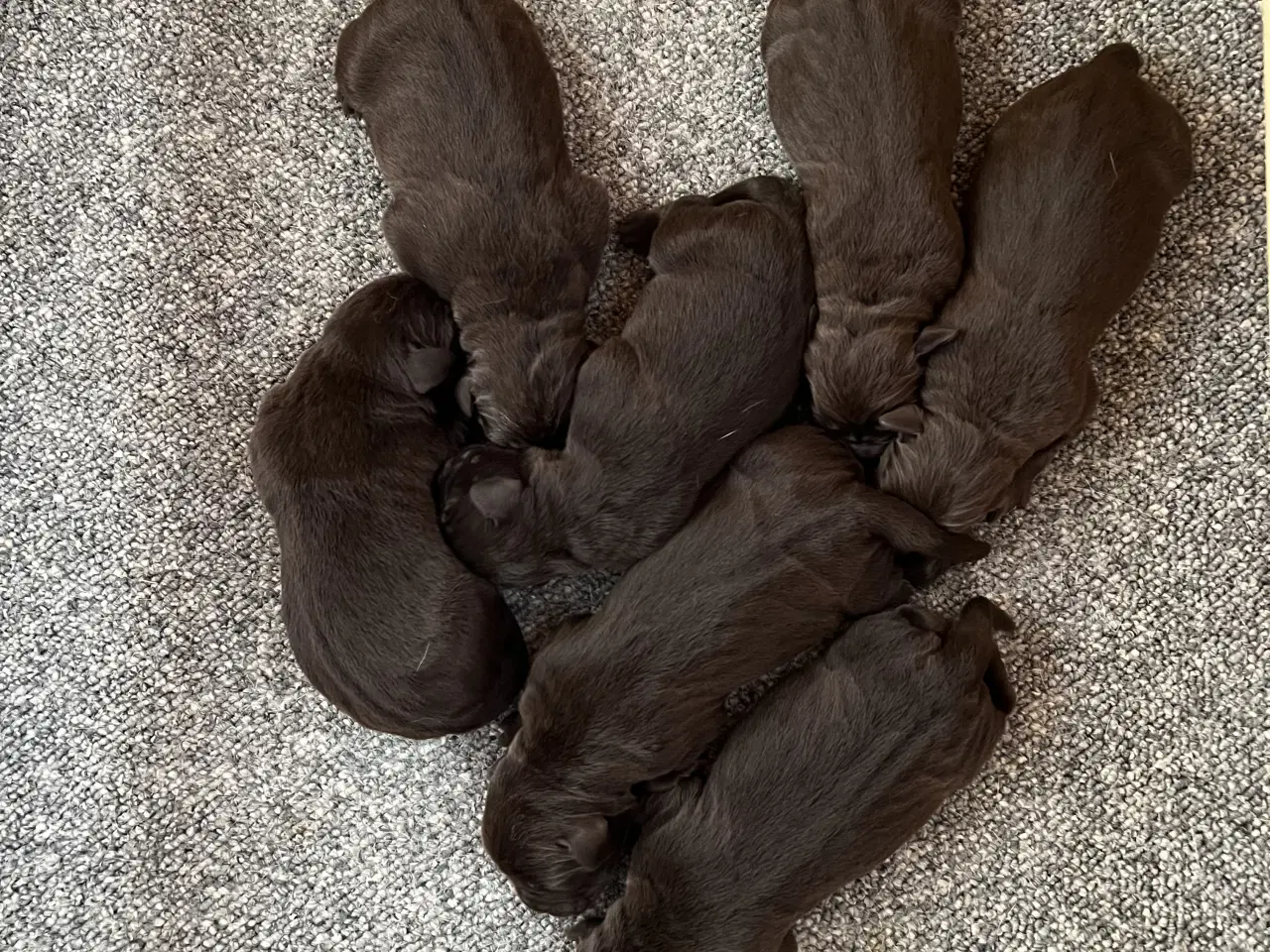 Billede 4 - Brune labrador hvalpe