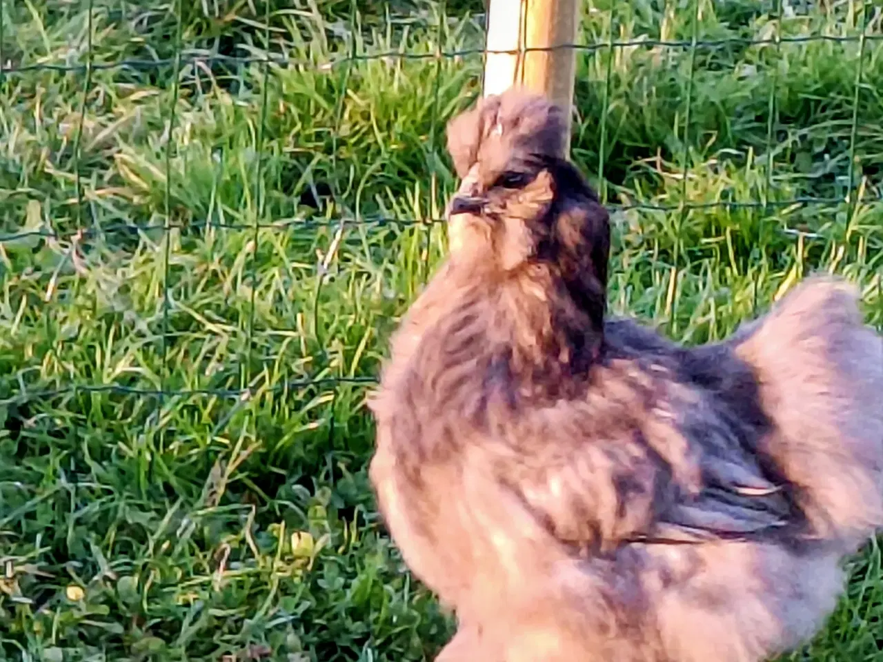 Billede 6 - Flotte Silkehøns /Silkehaner Us str