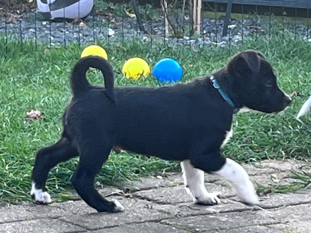 Billede 3 - Islandske fårehund med Australien shephard og DSG