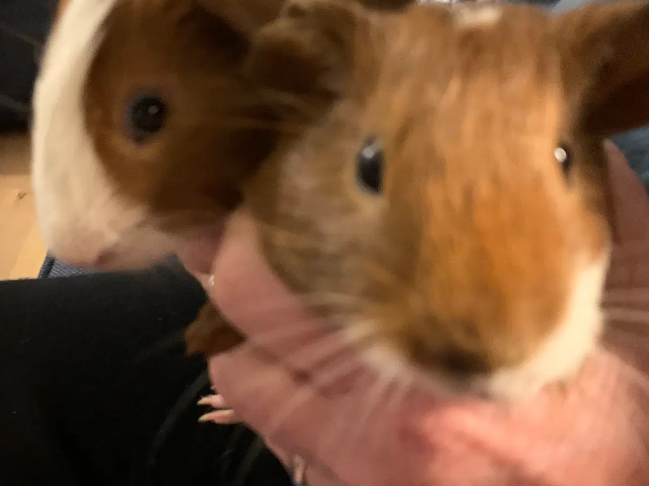 Billede 1 - Marsvineunger 