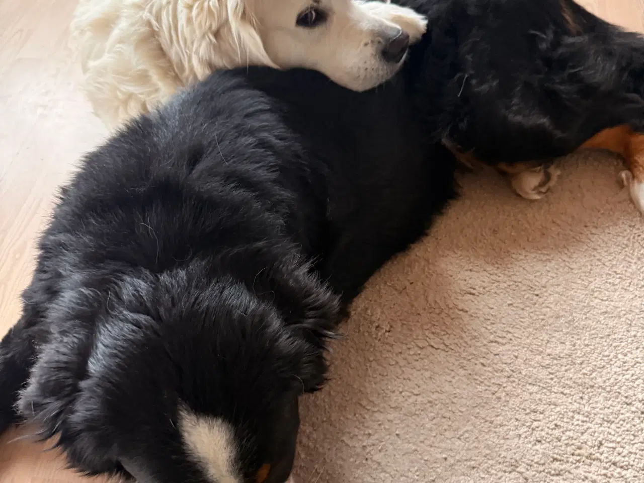 Billede 4 - Golden Retriever Han hund til paring