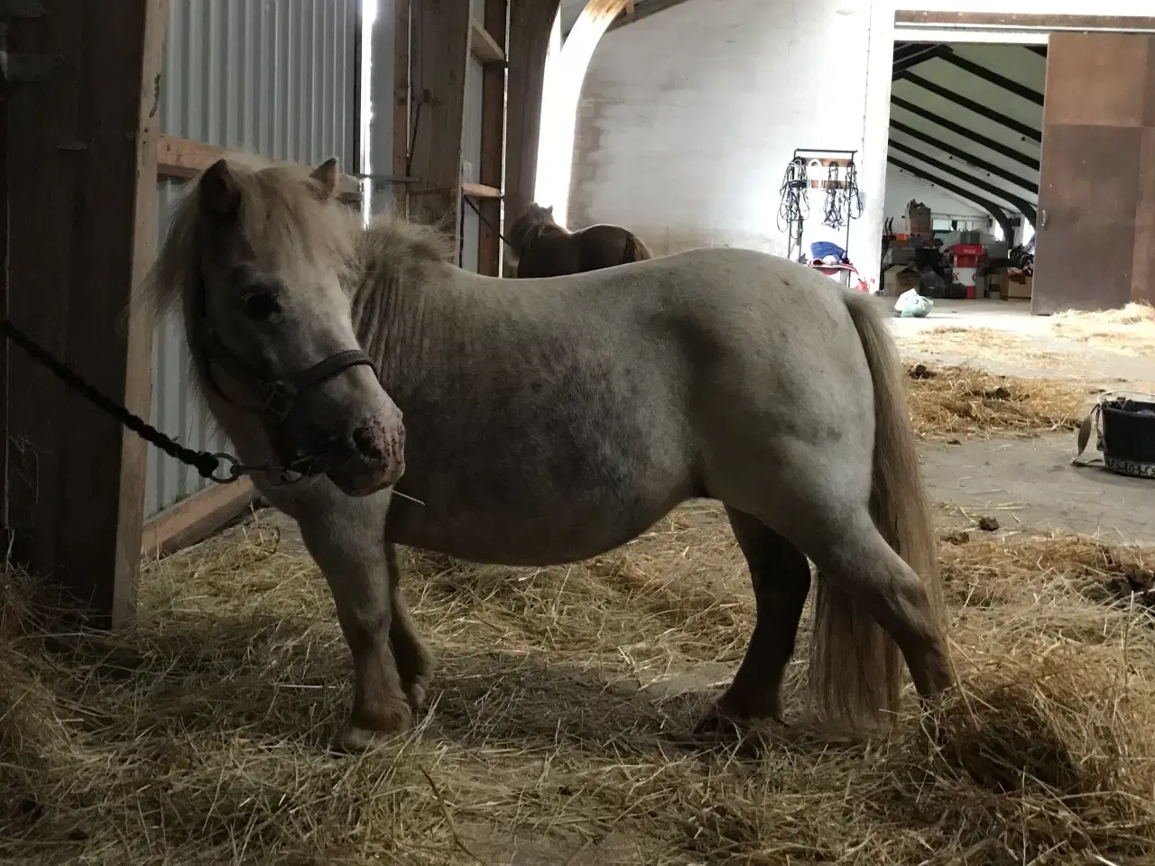 Billede 5 - Mini pony