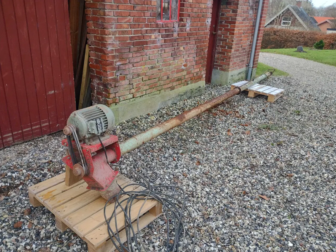 Billede 1 - Gedigen kornsnegl