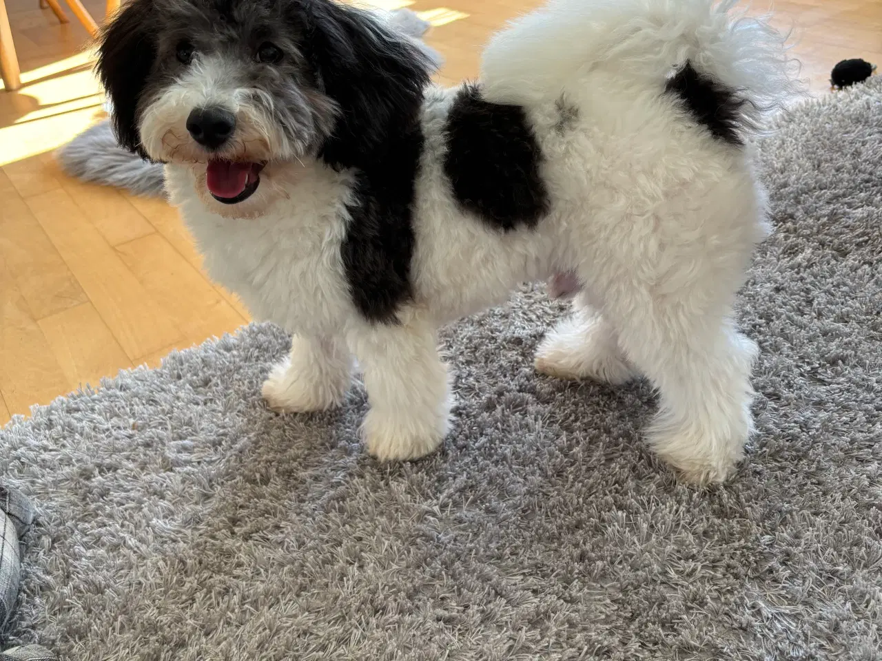 Billede 6 - Sødeste Cavapoo hvalp 