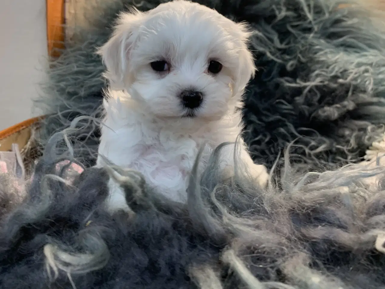 Billede 12 - De smukkeste Maltichon babyer 