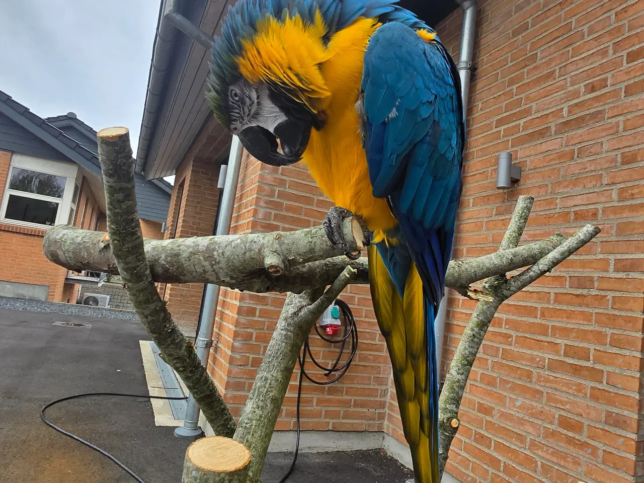 Billede 4 - Meget tam Ara