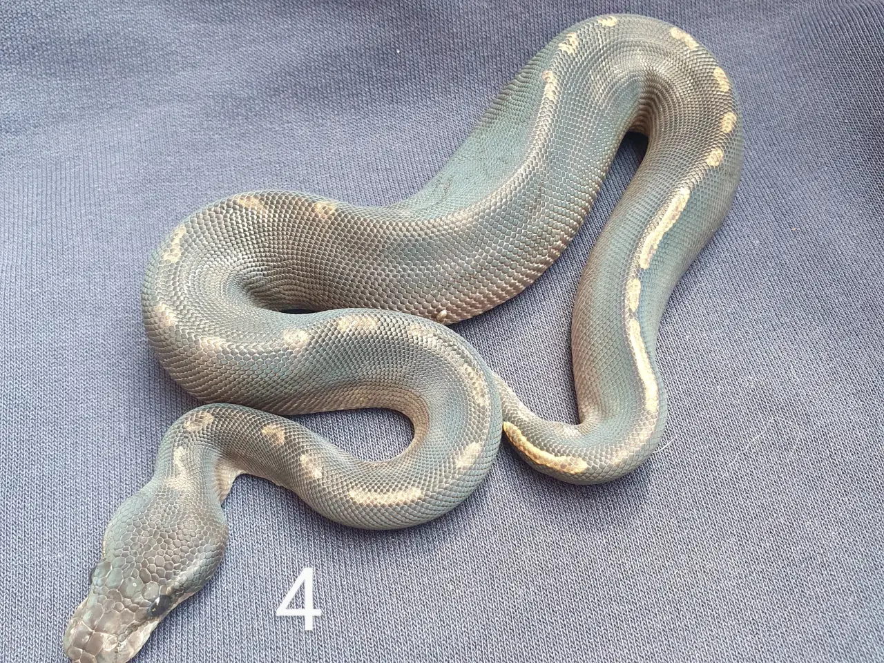 Billede 4 - Kongepython morfer 2025
