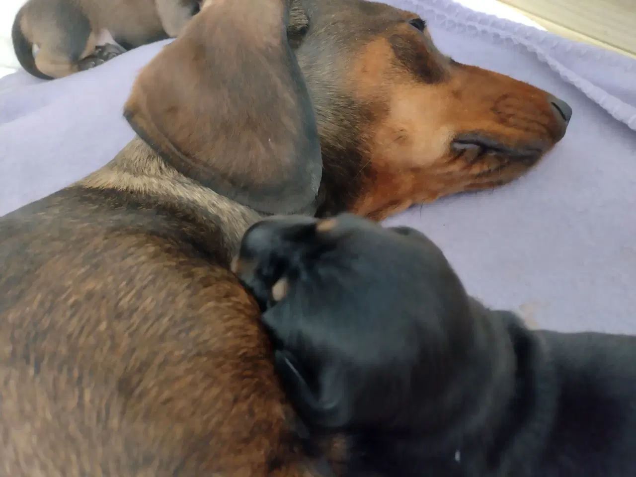Billede 7 - Korthåret gravhunde hvalpe 