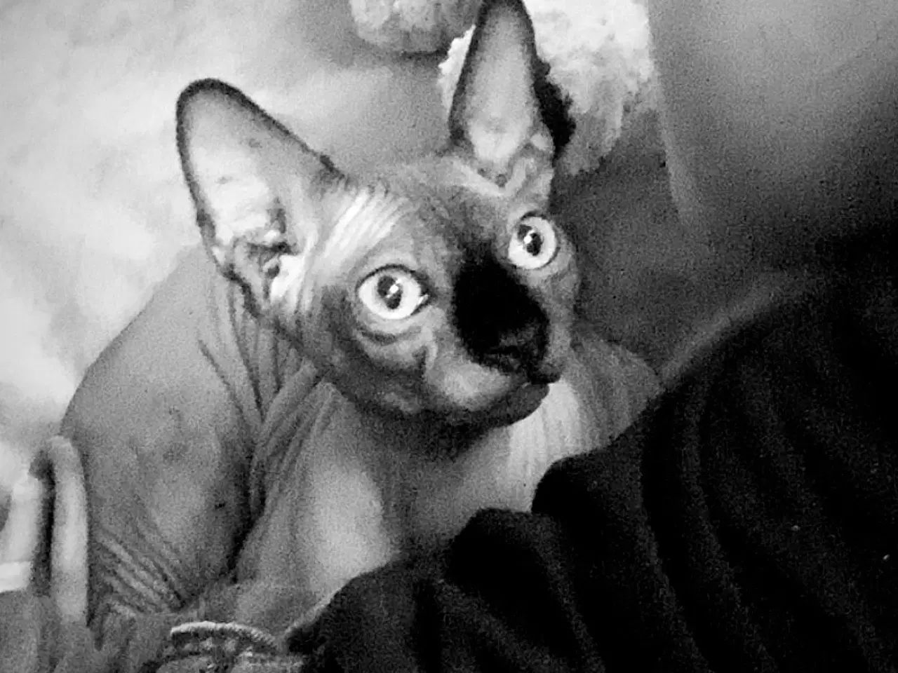 Billede 4 - Sphynx kat søger nyt hjem