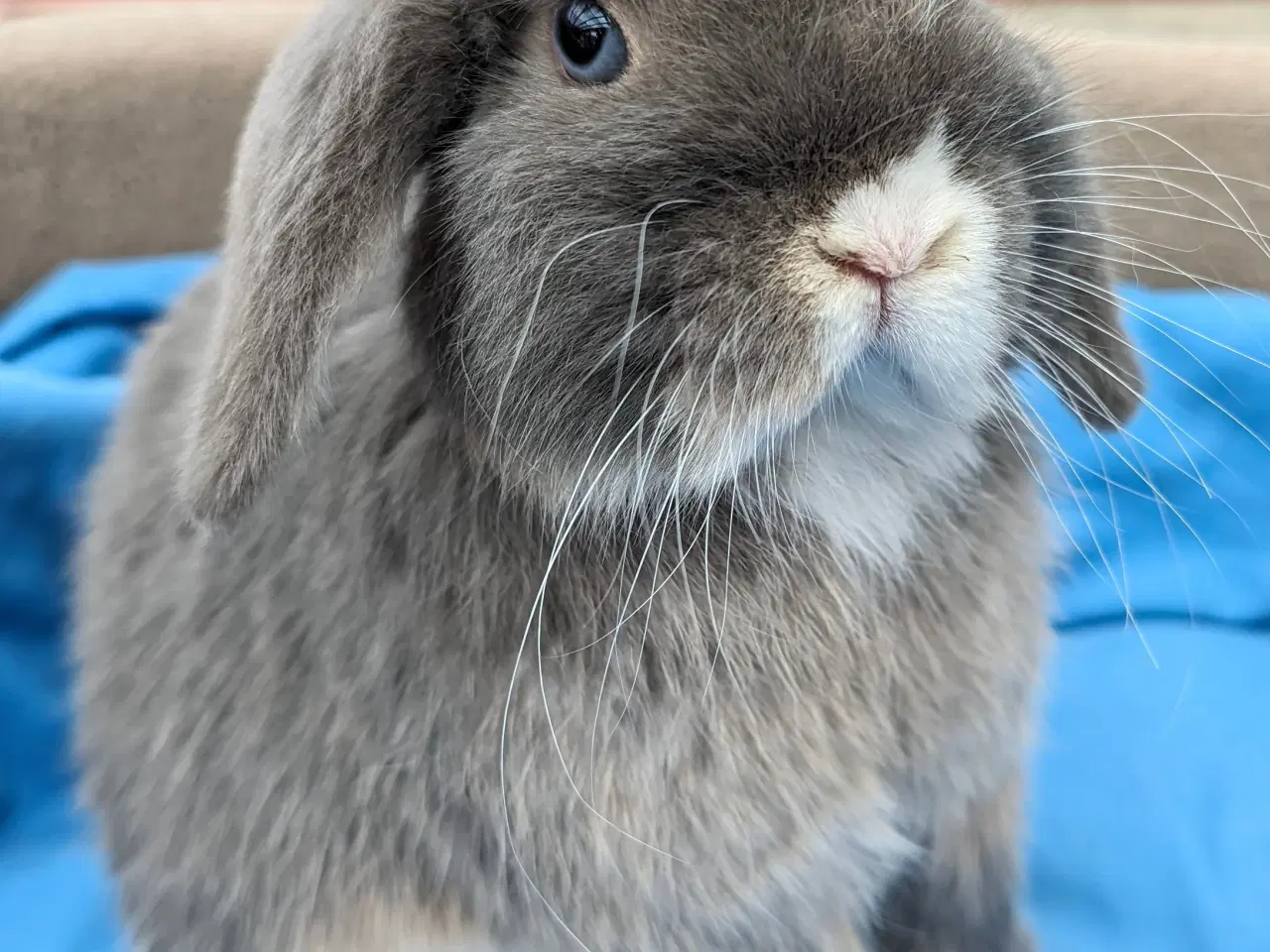 Billede 3 - Minilop kaninunge sælges 