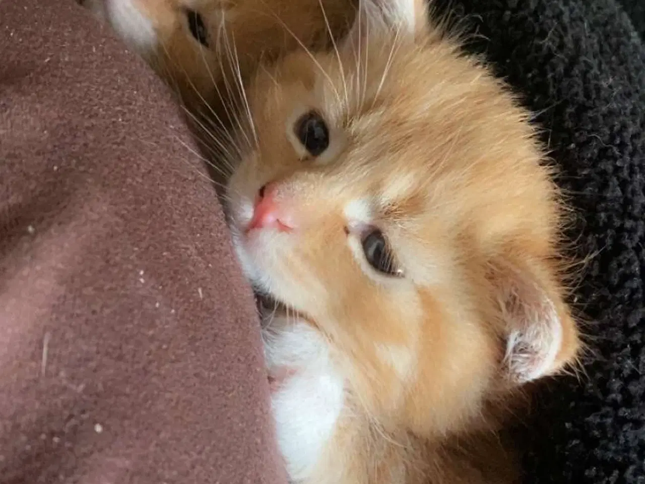 Billede 6 - Killinger 