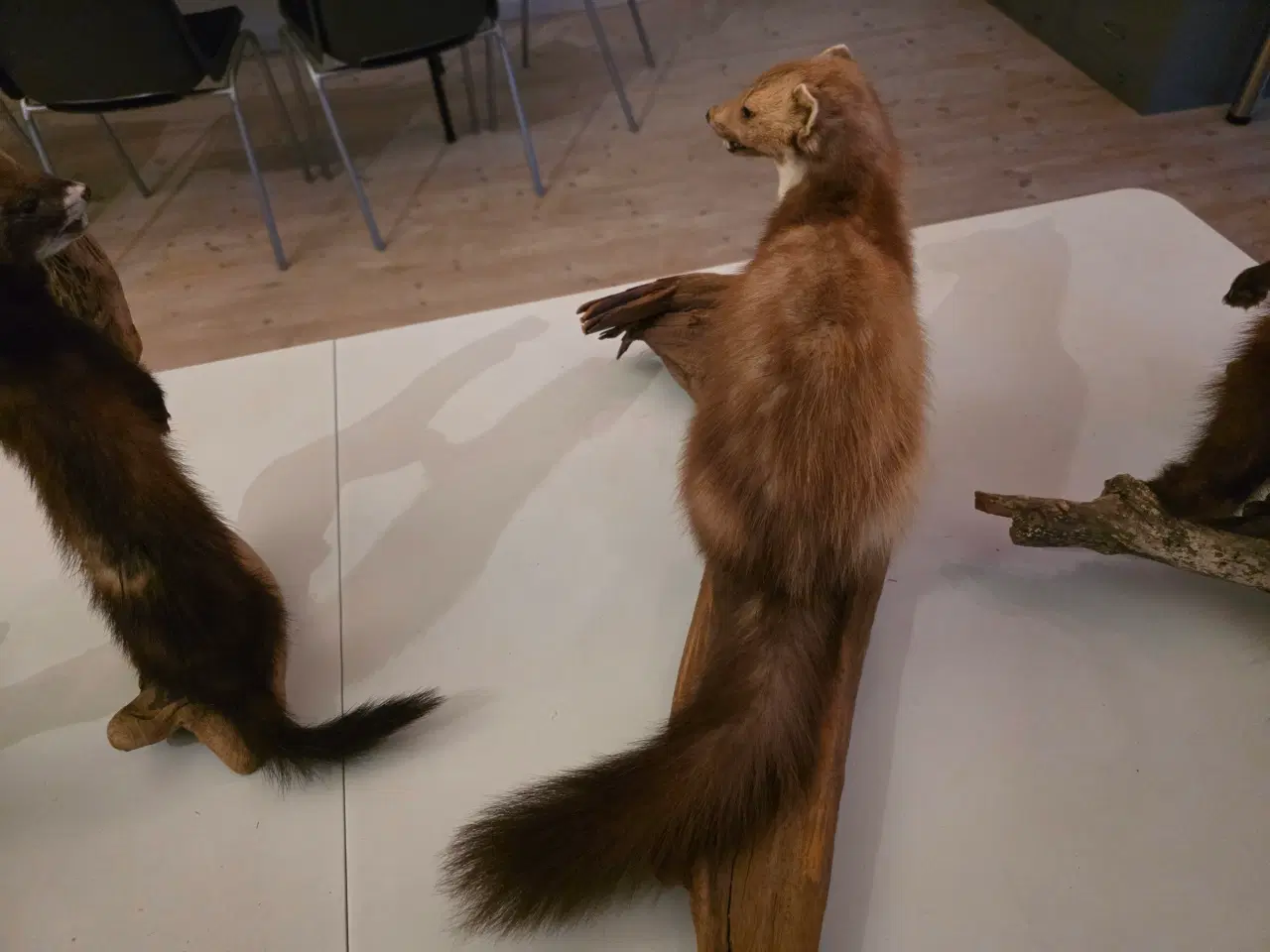 Billede 11 - Rovdyr og Egern, samlet eller hver for sig