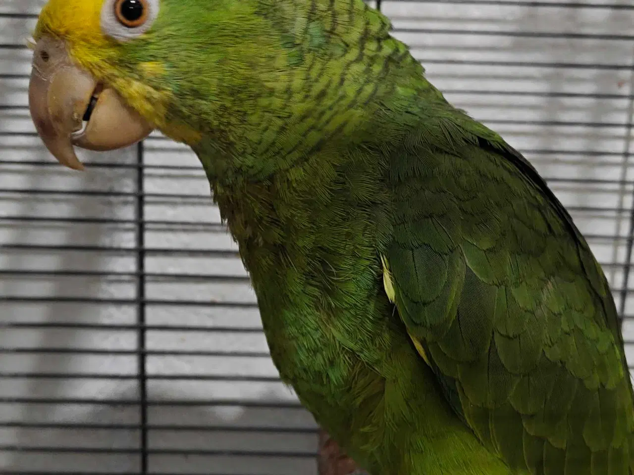 Billede 1 - Dobbelt gule hovedet Amazona