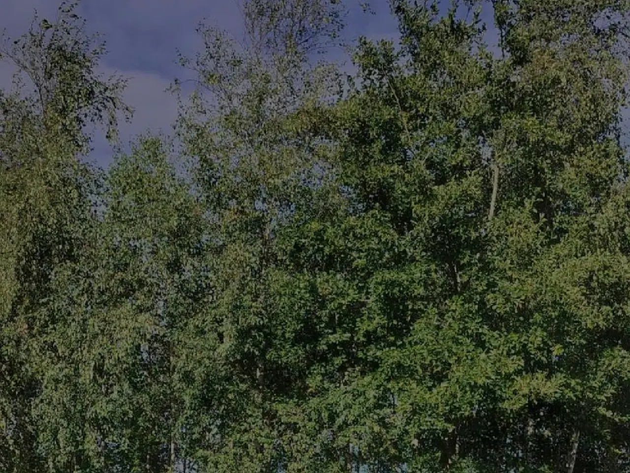 Billede 1 - Billedtæppe