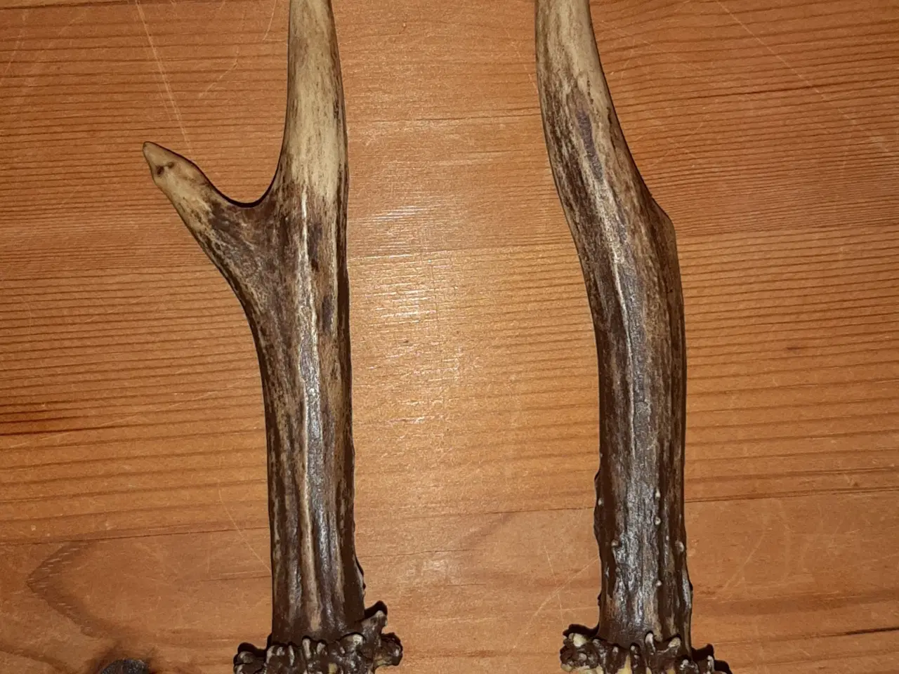 Billede 6 - Rav klumper 36 gram og 9 stk gevir.