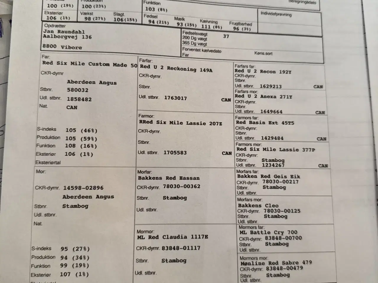 Billede 2 - Rød Angus kvier