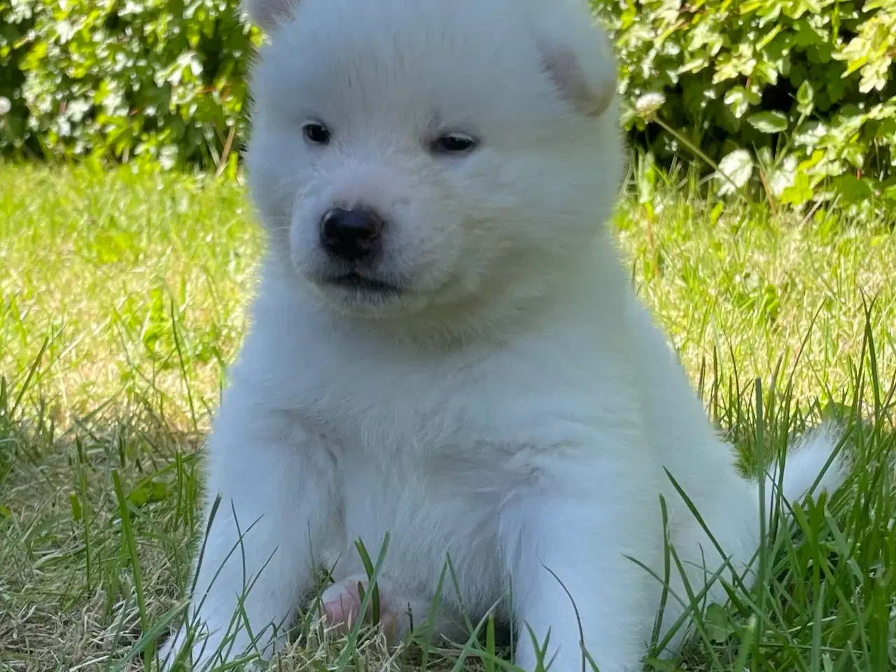 Billede 6 - Akita Inu hvalpe
