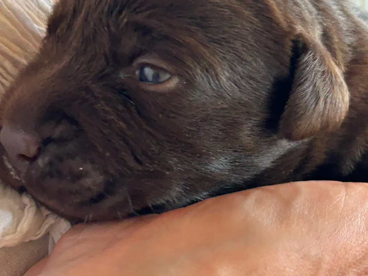 Billede 1 - Labrador hvalpe - brun & gamle race