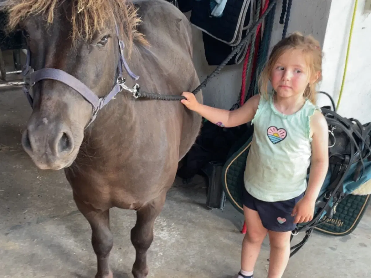 Billede 2 - Børnevenlig Shetlandspony