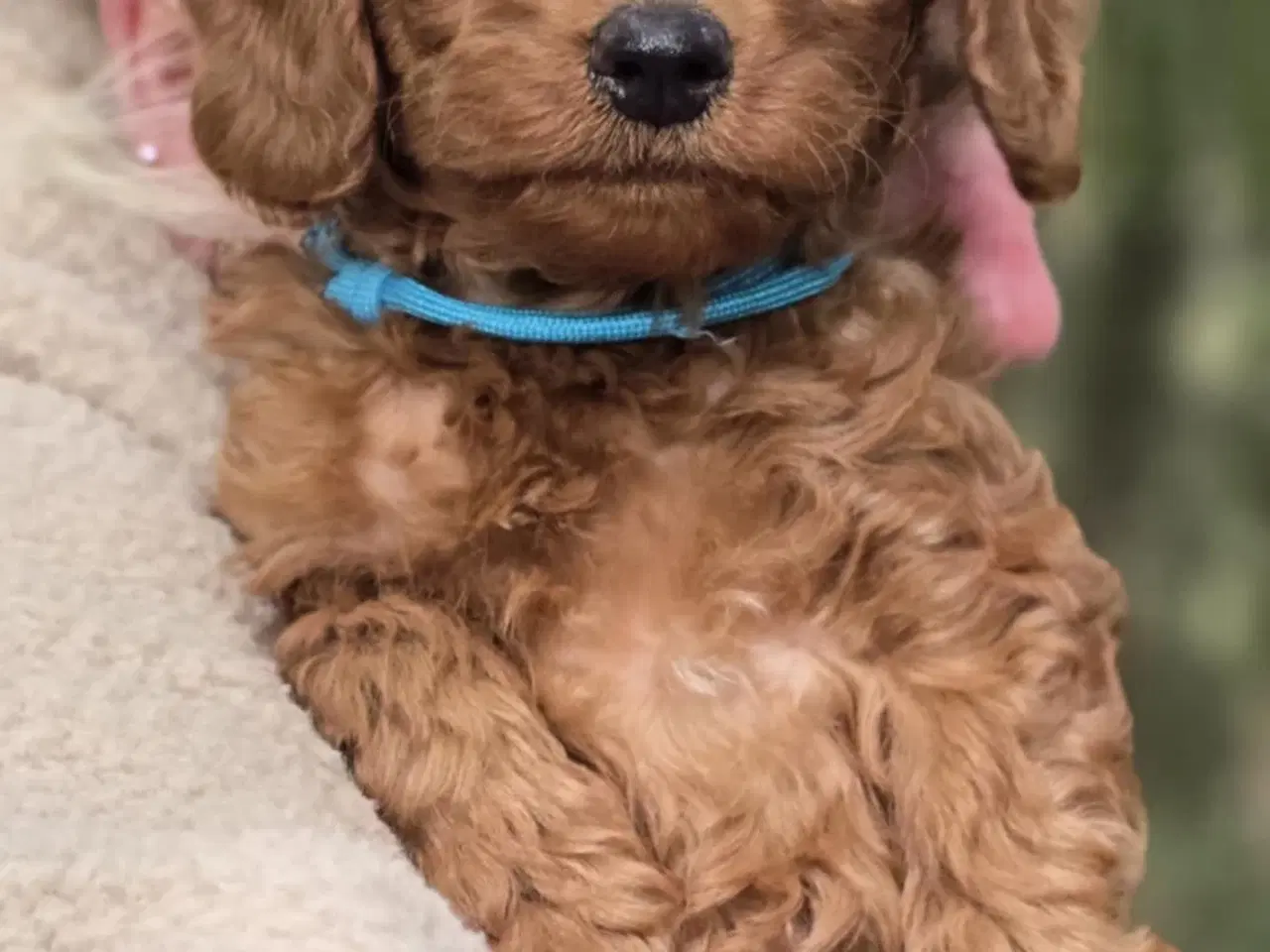 Billede 3 - Labradoodle F1B hvalpe