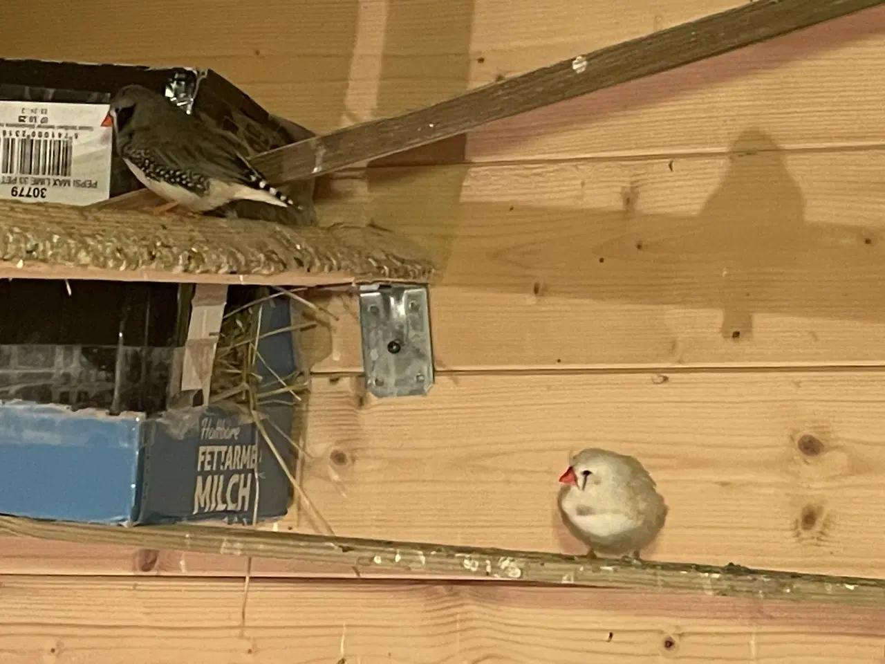 Billede 5 - Sælger forskellige fugle sammen