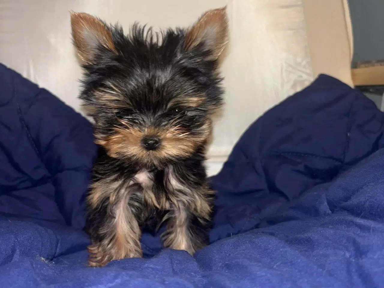 Billede 4 - Mini Yorkshire terrier girl