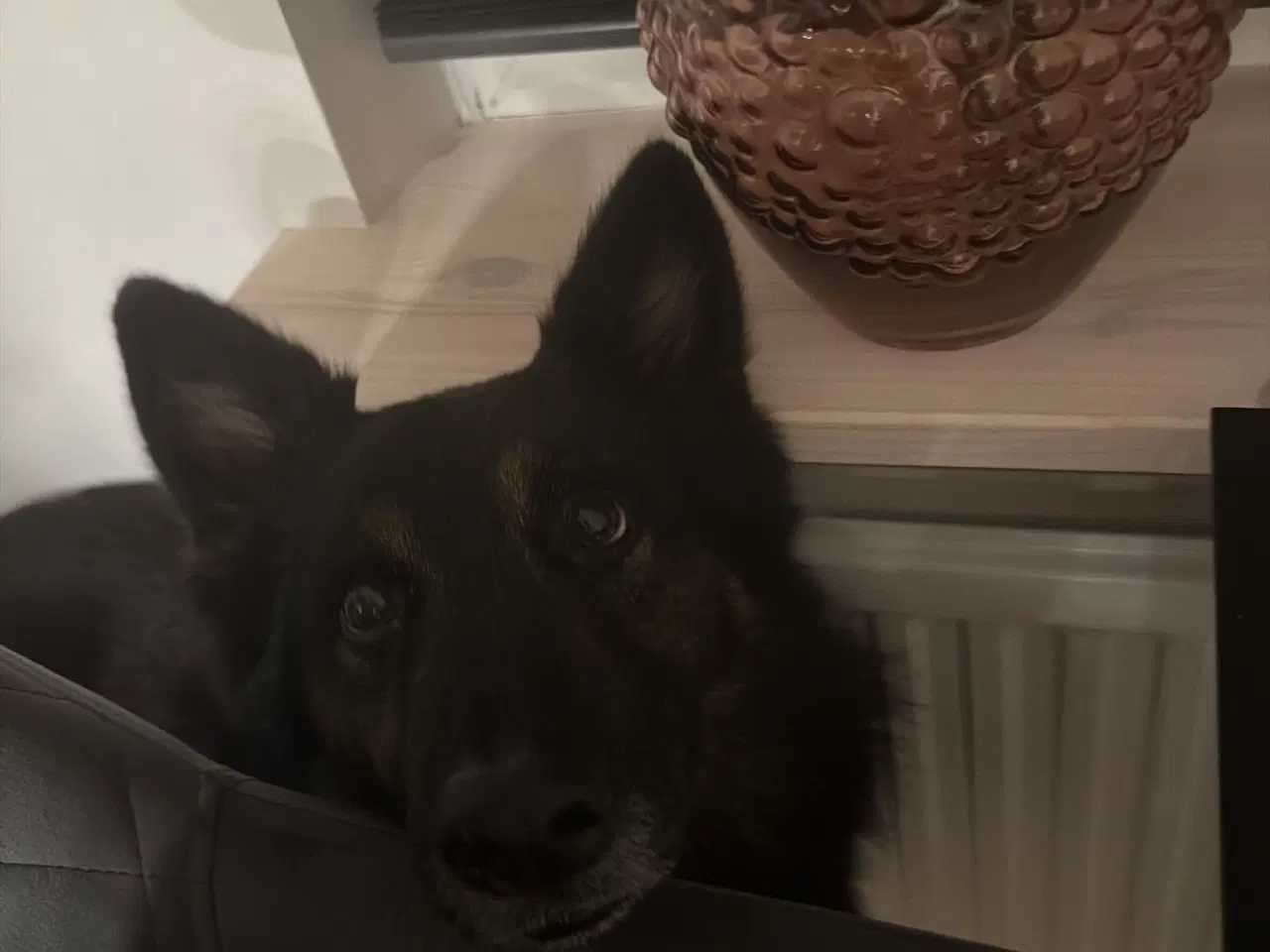 Billede 4 - Søde Scooby søger nyt hjem