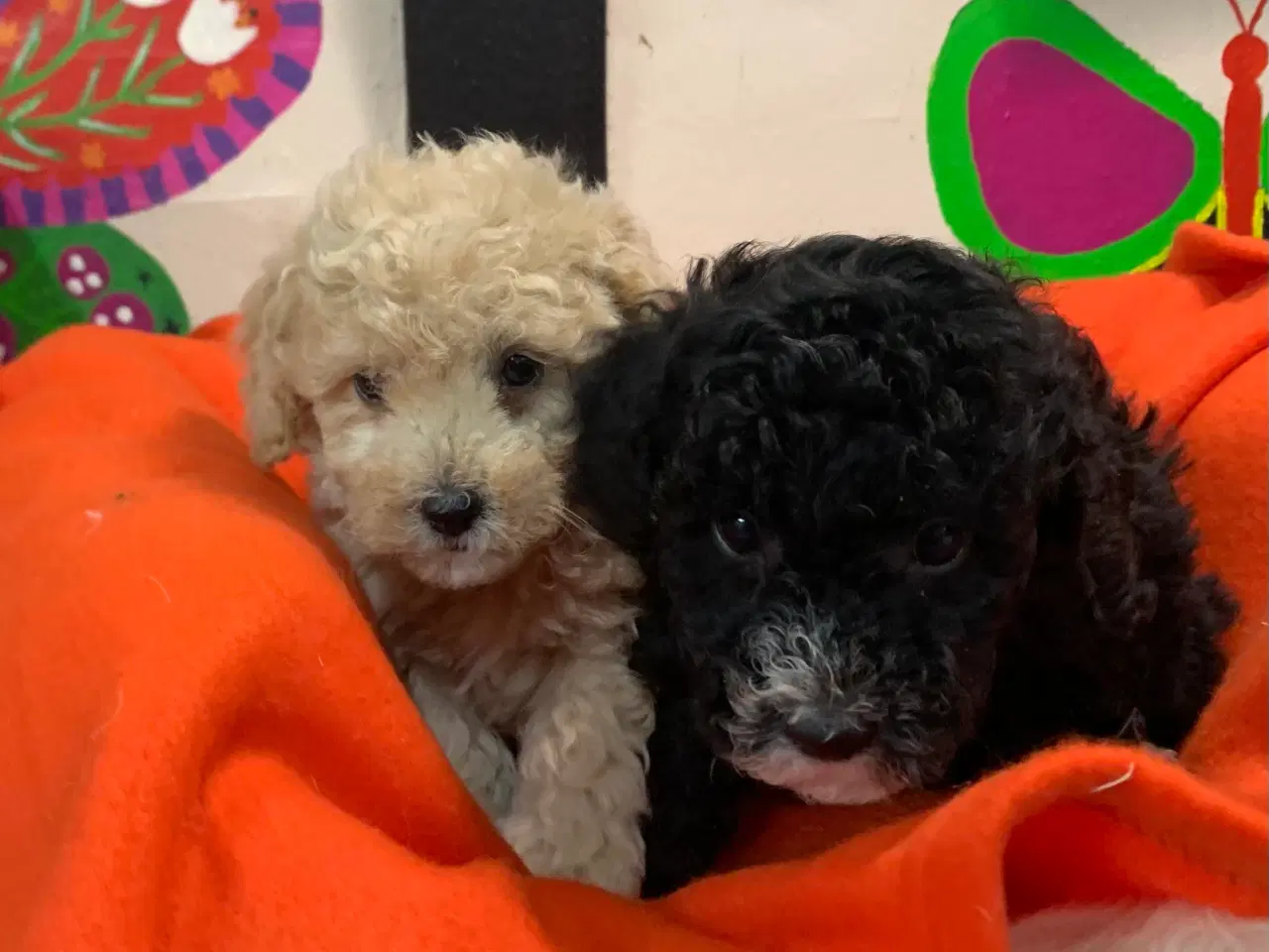 Billede 11 - Små fine mini Maltipoo babyer