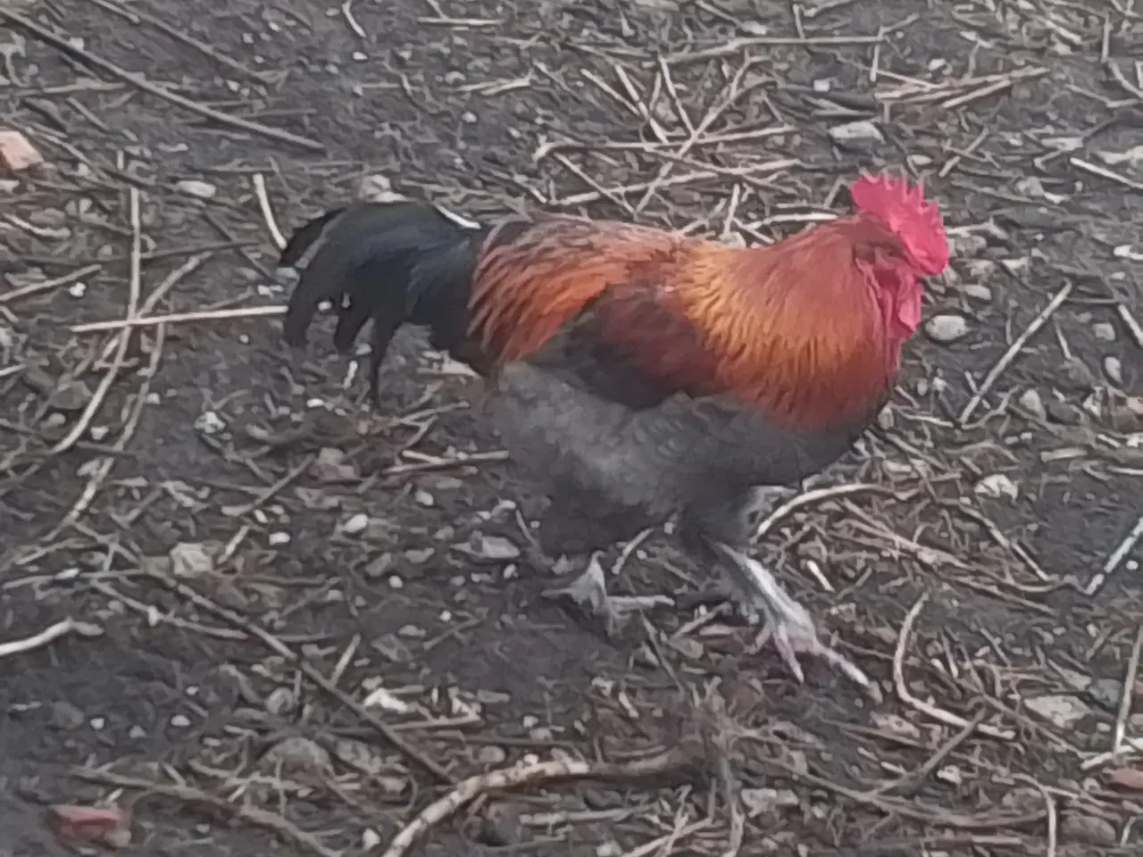 Billede 3 - Hane fra juni 2025